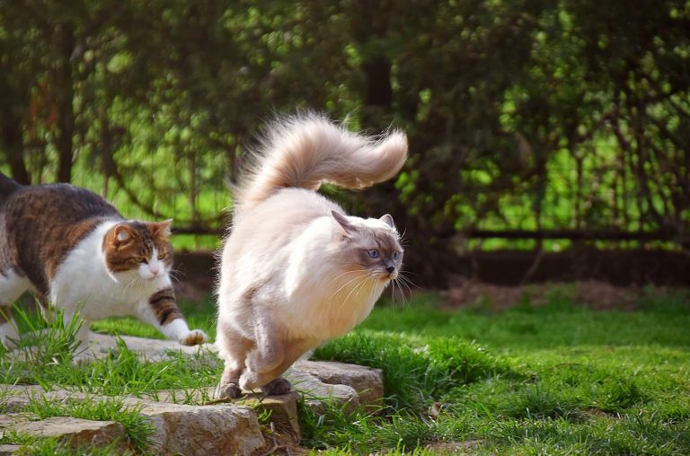 A cat chasing another cat